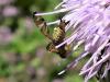 286946 – Photo : Denis Bucaille – France (60)